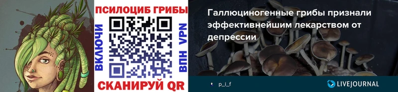 Купить  Карасук  Псилоцибиновые грибы Psilocybine cubensis 